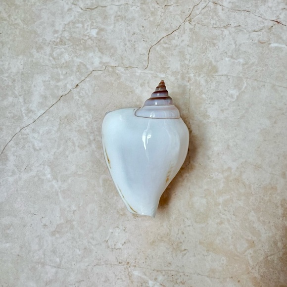 Seashell brooches (2) - Picture 2 of 8